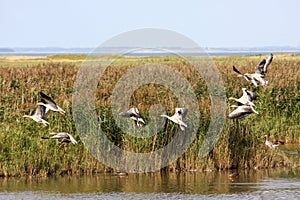 Grey geese taking to flight