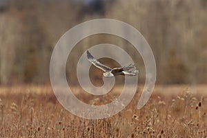 Grey Ghost Male Northern Harrier