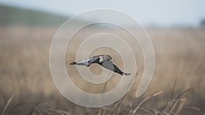 Grey Ghost Male Northern Harrier Flying Low Over Tall Grass in California Coastal Wetlands