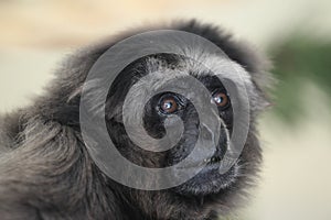Grey gibbon