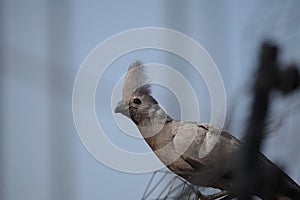Grey go-away-bird