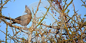 Grey Go-away bird, Chobe National Park, Botswana
