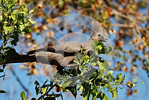 Grey-Go-Away Bird (Corythaixoides concolor)