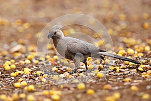 The grey go-away-bird Corythaixoides concolor, also known as grey lourie, grey loerie, or kwÃªvoÃ«l sitting on the floor between