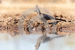 Grey Go-away-bird in Mashatu Game Reserve