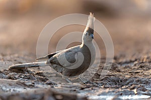 Grey Go-away-bird in Mashatu Game Reserve