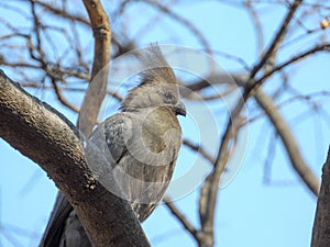 Grey go-away bird isolated