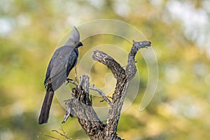 Grey go-away bird in Kruger National park, South Africa