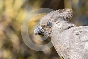 Grey go away bird (lorie)