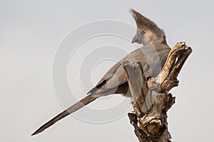 Grey Go-Away-Bird perched at top of tree photo
