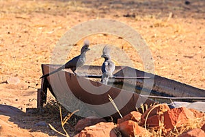 The grey go-away-bird in natural habitat. Waterberg Plateau National Park, Namibia, Africa