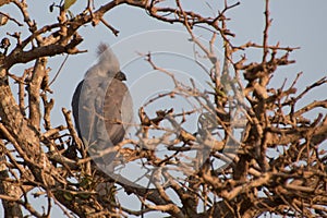 Grey Go-Away-Bird perched at top of tree photo
