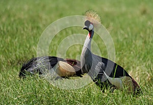 Grey Golden crowned crane Balearica regulorum East African crested Eastern South African crane Gruidae