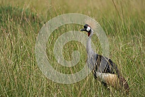 Grey Golden crowned crane Balearica regulorum East African crested Eastern South African crane Gruidae