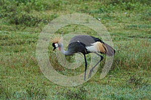 Grey Golden crowned crane Balearica regulorum East African crested Eastern South African crane Gruidae