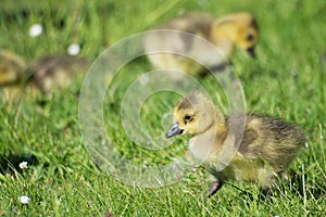 Grey Goose Biddy photo