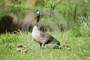 Grey Goose Biddy photo