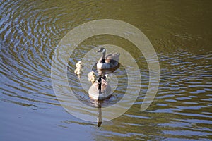 Grey Goose Biddy photo