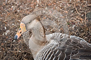 Grey goose close-up. The head and neck. Wild