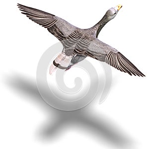 Grey goose in flight