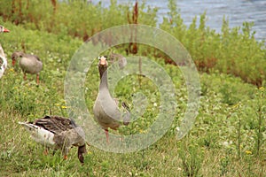 Grey goose at the grass along rowing lane Willem-Alexanderbaan in Zevenhuizen