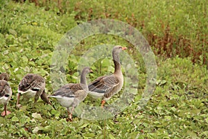 Grey goose at the grass along rowing lane Willem-Alexanderbaan in Zevenhuizen