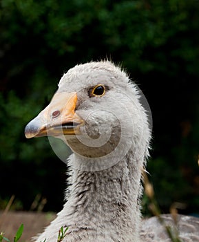 Grey goose head close-up photo