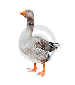Grey goose, isolated photo