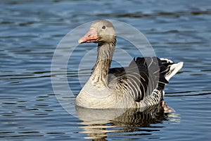 Grey goose in pond in Upper Bavaria