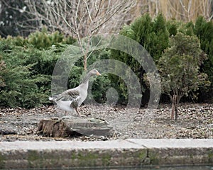 Grey Goose Standing in Backyard Naturally.