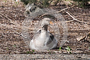 Grey Goose Standing in Backyard Naturally.
