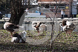 Grey Goose Standing in Backyard Naturally.