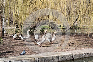 Grey Goose Standing in Backyard Naturally.