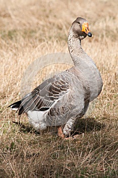 Grey goose standing on ground and looking aside
