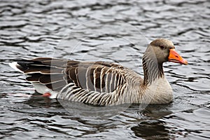 Grey goose swimming