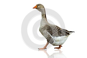 Grey goose on a white background