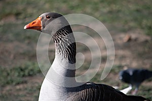 A grey goose with a white and grey neck is walking on the shore