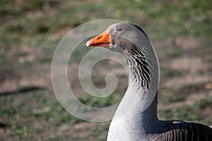 A grey goose with a white and grey neck is walking on the shore