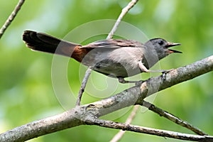 Grey Gray Catbird Perched on a Branch