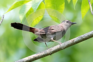 Grey Gray Catbird Perched on a Branch