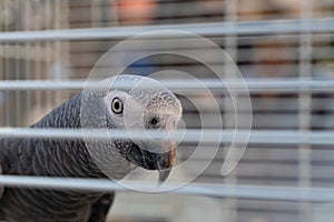 Grey gray parrot looking out of the cage