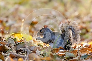 Grey or Gray Squirrel Sciurus carolinensis foraging