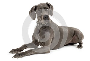 Grey Great Dane