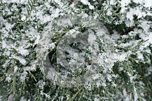 Grey-green foliage of juniper covered with snow