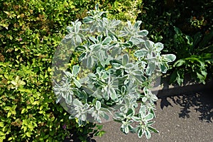 Grey green leaves with white bands of variegated spurge in mid August