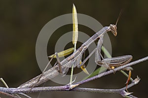 Grey green mantis religiosa mantidae posing on a branch photo