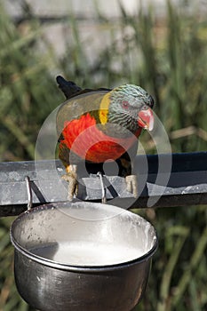 Grey-Green Rainbow Lorikeet drinking milk from feeder