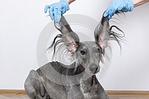 A grey greyhound saluki with long flapping flying ears on white background. isoladed. barbershop concept