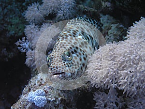 Grey Grouper