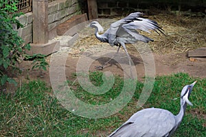 Grey grous anthropoides running on farm with wide open wings